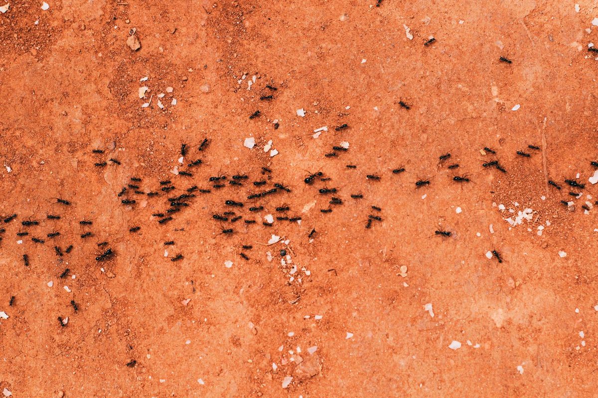 Ant Colony Optimization...Genetic Programming & Pygame